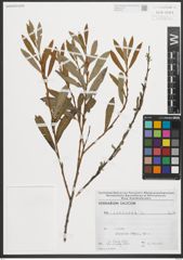 Foto von Salix purpurea L.